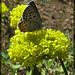 Acmon Blue Butterfly on Yellow Blossoms