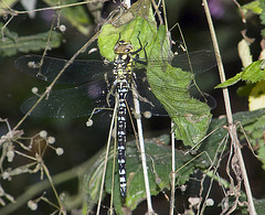 Southern Hawker -Side Full