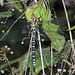Southern Hawker -Side Full