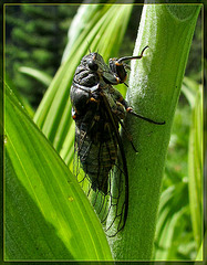 Cicada