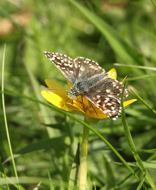 Grizzled Skipper