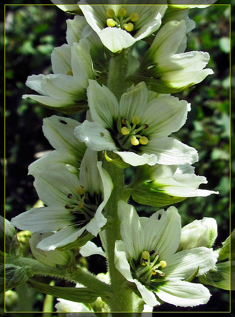 Corn Lily Detail