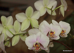Orchids Morning