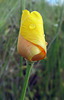 californiapoppy