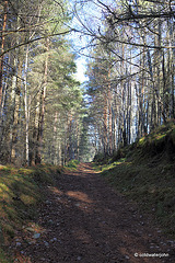 Sunshine Woodland Walk #7