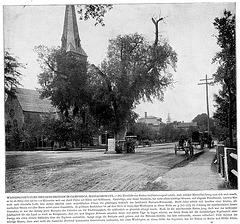 Washington Elm and Memorial in Cambridge, Massachusetts