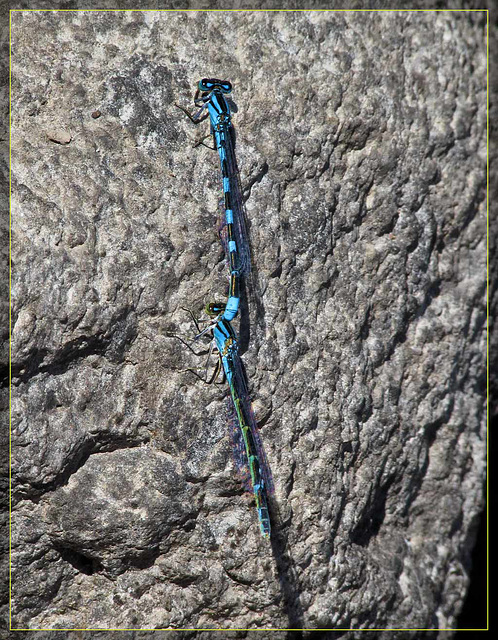 Mating Damselflies