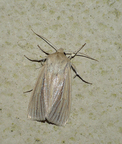 Smoky Wainscot