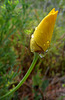 californiapoppy2