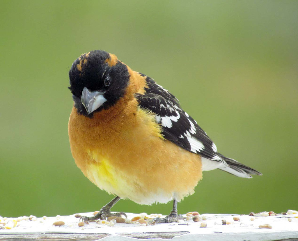 Blubbery Grosbeak Male