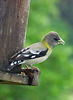 Female Evening Grosbeak with Fancy Hair
