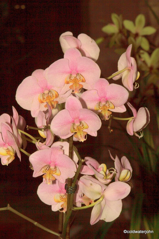 Orchids Morning