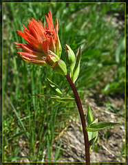 Indian Paintbrush