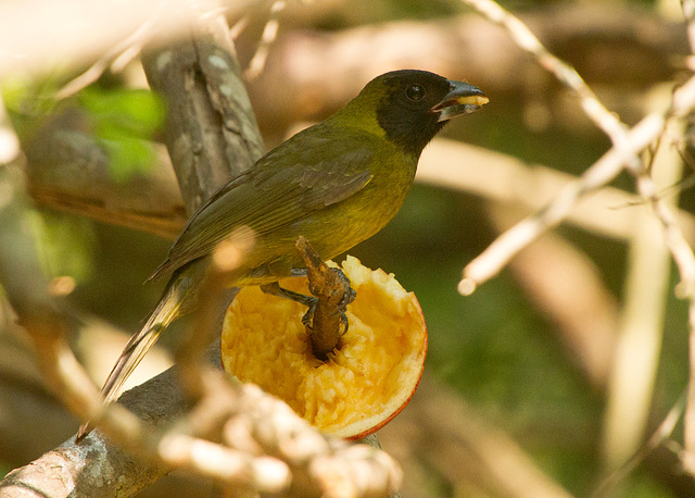 Crimson-Collared Grosbeak