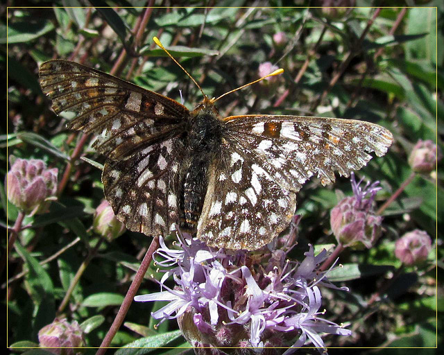 Butterfly with Open Wings