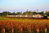 Dans les vignes au soleil couchant...