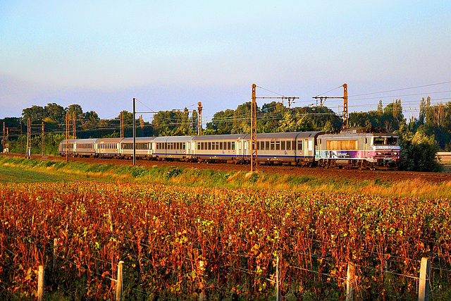 Dans les vignes au soleil couchant...