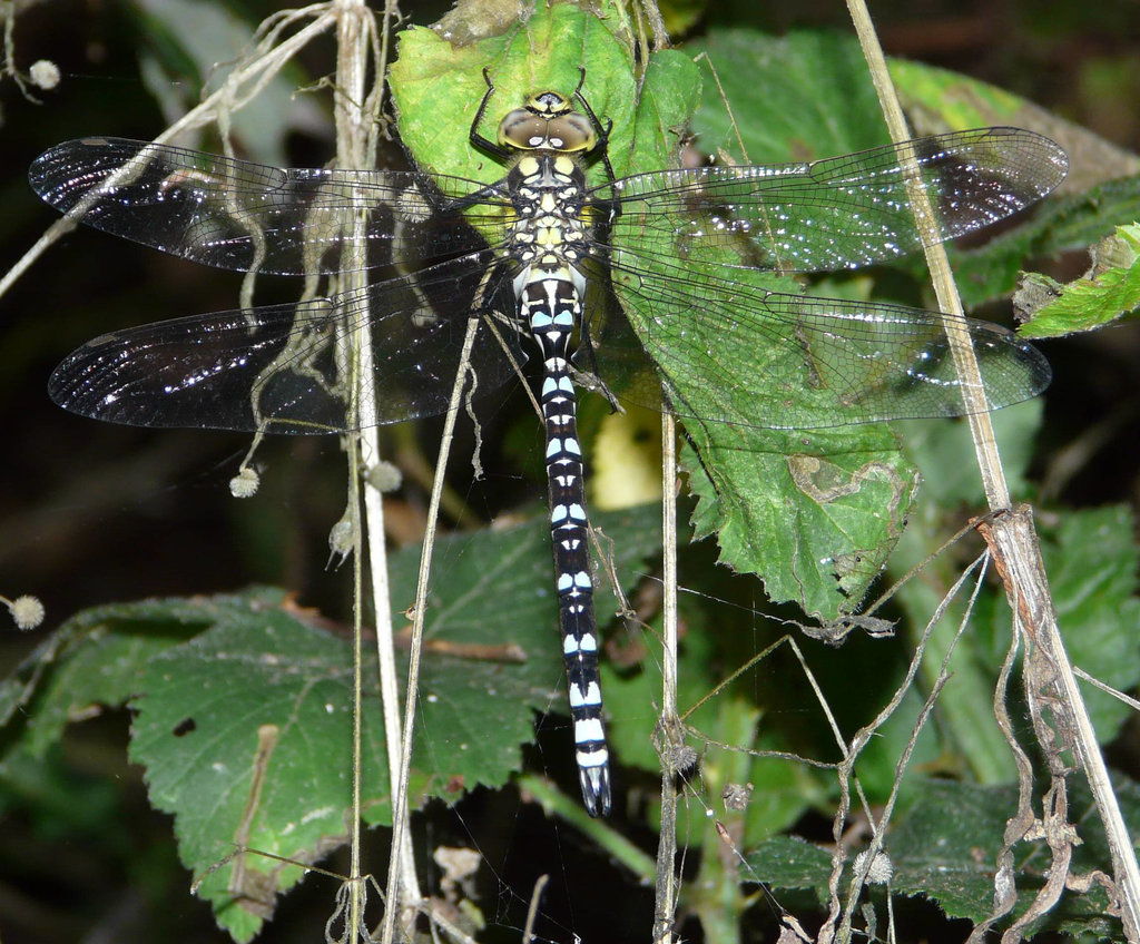 Southern Hawker -Top