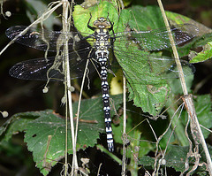 Southern Hawker -Top