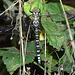 Southern Hawker -Top