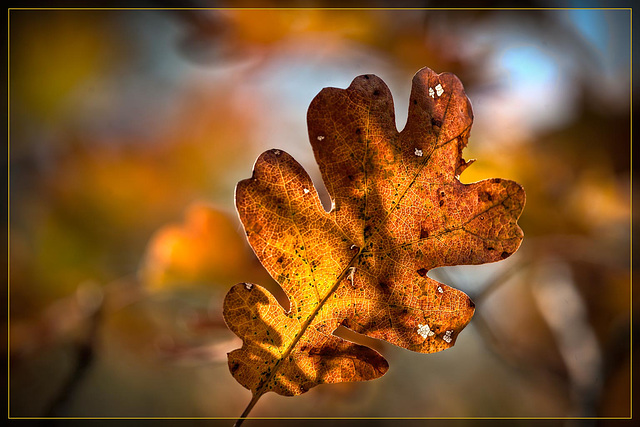 Glowing Autumn Oak Leaf