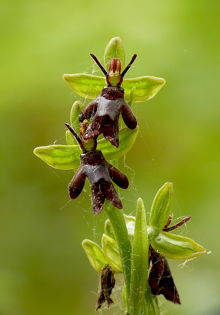 Fly Orchid