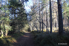 Sunshine Woodland Walk #8
