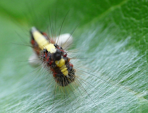 Grey Dagger Caterpillar -Front