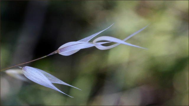 Folle graminée