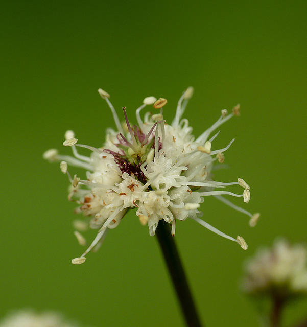 Unknown Wildflower