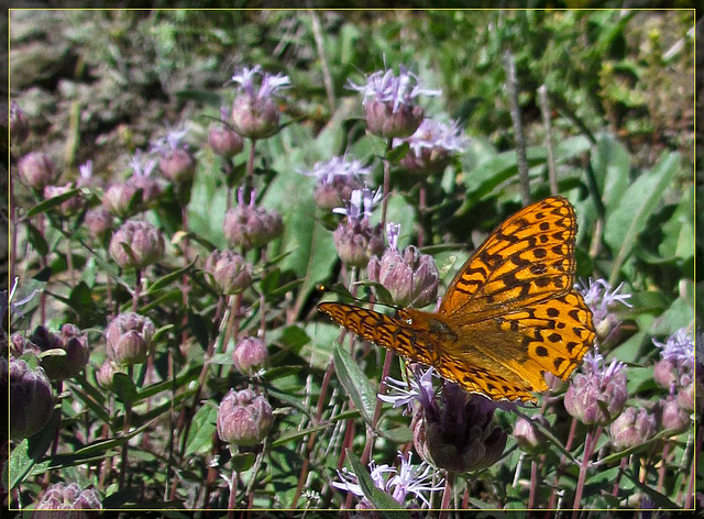 Butterfly on Purple Flowers 2