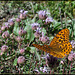 Butterfly on Purple Flowers 2