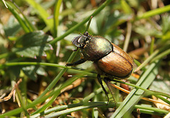 Onthophagus coenobita