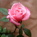 my little rose