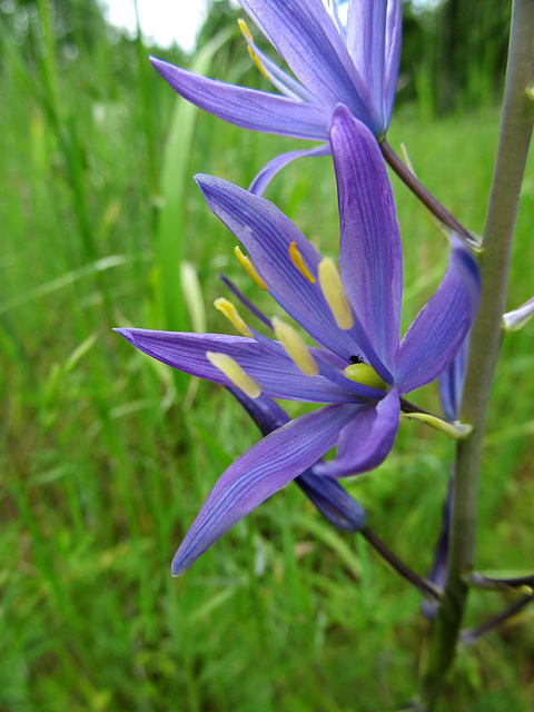 Common Camas