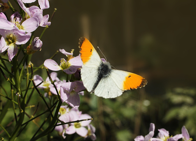 Orange-tip Butterfly