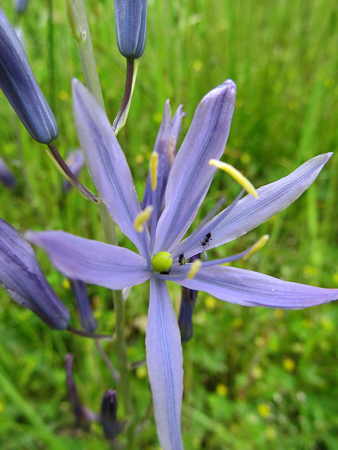 Common Camas and Ants