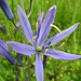 Common Camas and Ants