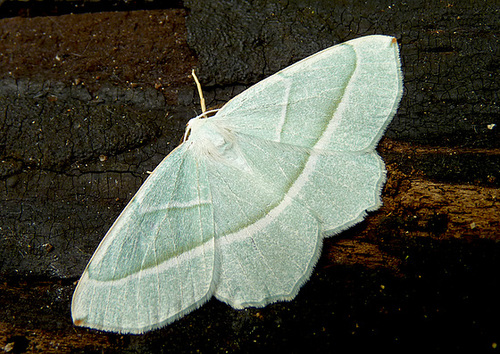 Light Emerald