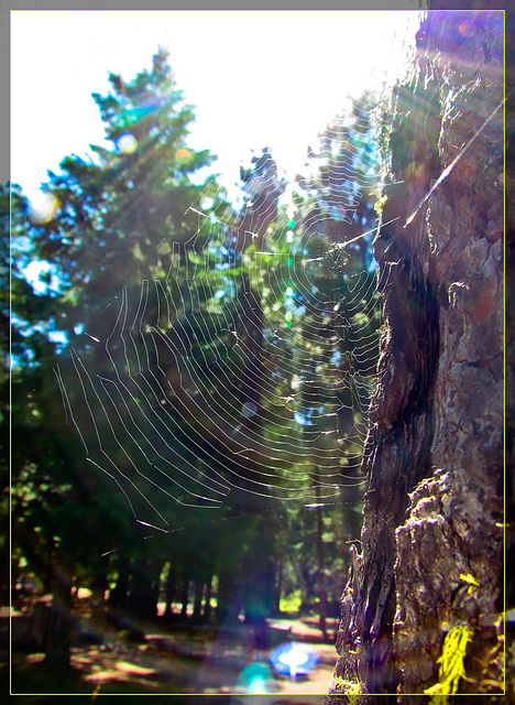 Rainbow Web