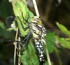 Southern Hawker -Side Macro