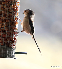 Long-tailed Tit