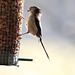 Long-tailed Tit