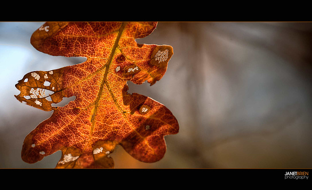 Orange Oak Leaf Skeleton