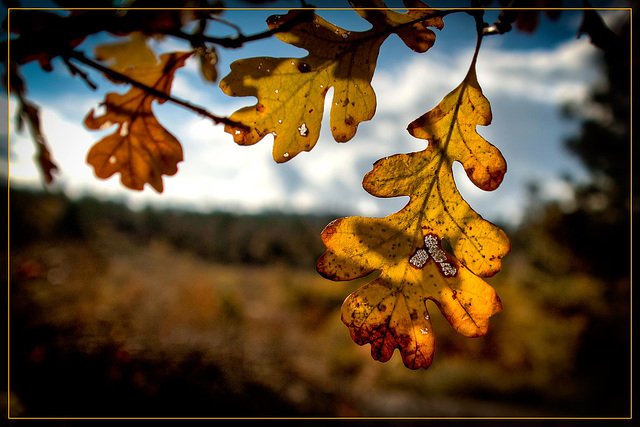 Golden Leaf Skeletons