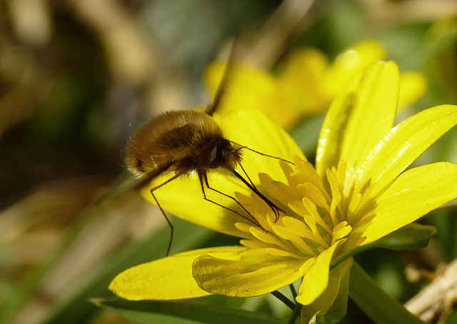 Bee Fly