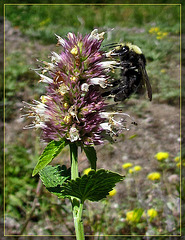 Bumble Bee on Flower