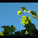 Grape Leaves in Silhouette