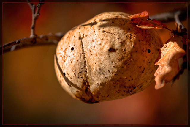 Wasp Gall