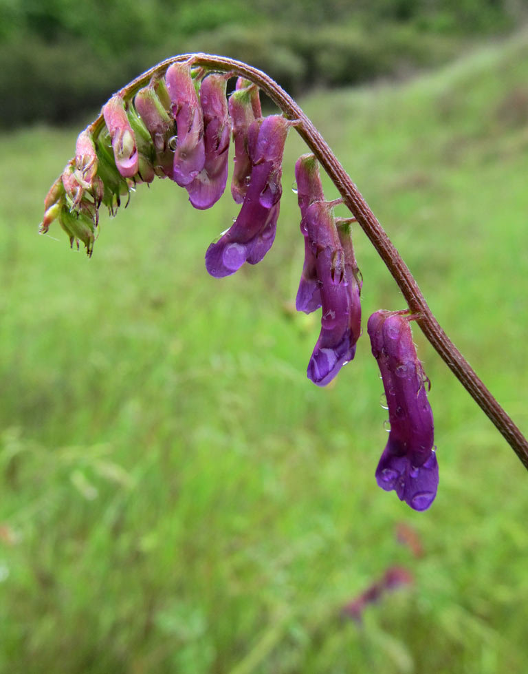 Hairy Vetch Covered with Droplets